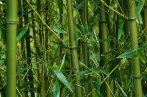 bamboo leaves9