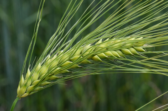 ruou barley