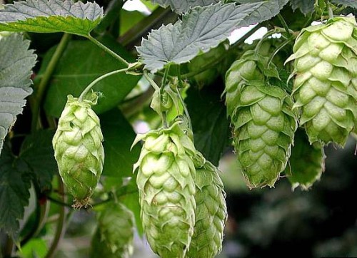 ruou hops humulus lupulus