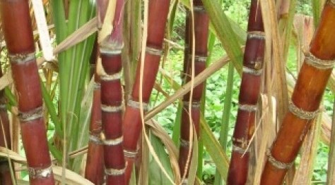 ruou sugarcane