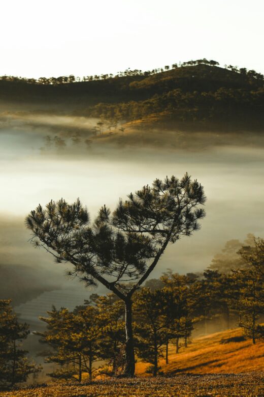 Da Lat Nguyen Van Quy Ngoc Pexels 520x780