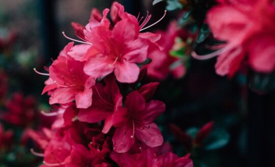 Hoa Do Quyen Kelly Sikkema Unsplash 540x329