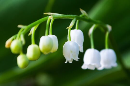 Hoa Linh Lan Lilies of the valley Alyona Bogomolova Unsplash 540x359