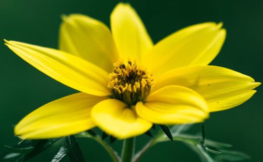 Hoa vang Ruslan Sikunov Unsplash 540x334