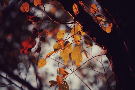 La vang cuoi thu Bournes Senruob Unsplash 540x360