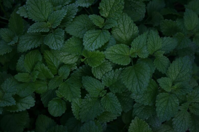 Tia to dat Lemon Balm Phillip Larking Unsplash 780x517