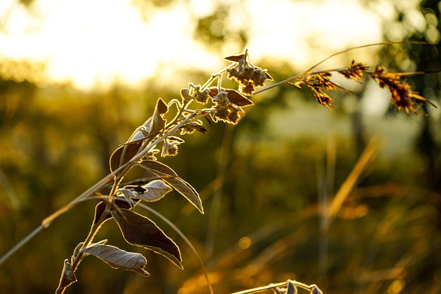 dawn on the plateau 4457930 640