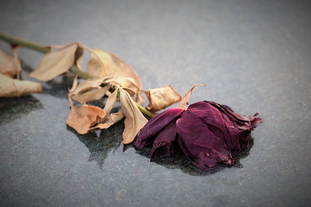 dry red rose 4413598 640