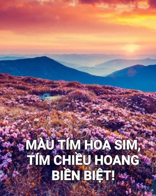 mautimhoasimtimchieuhoangbienbiet