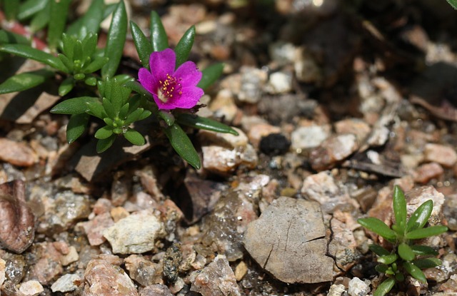 portulaca pilosa 2693974 640