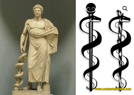 cay gay cua asclepius 3243 9310