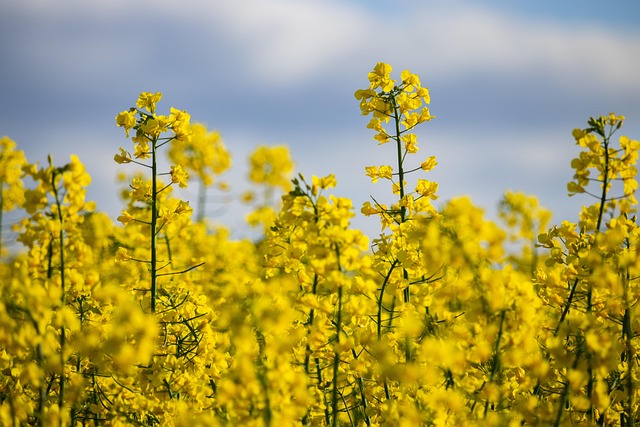 rapeseeds 6316445 640