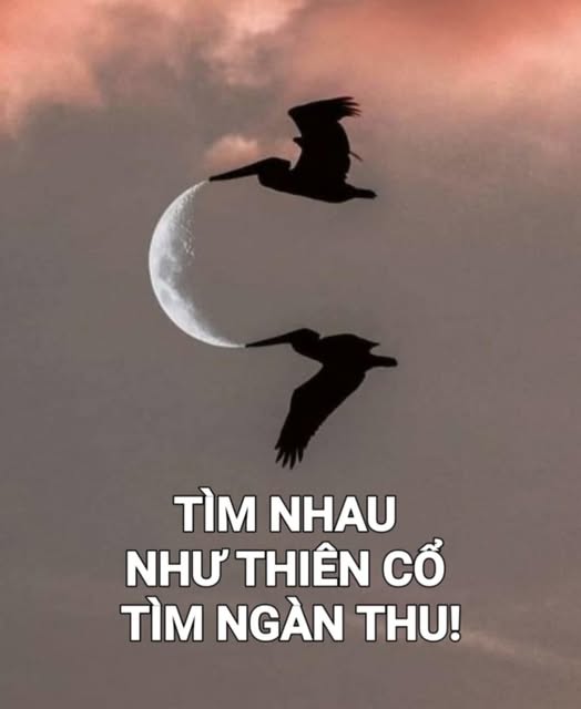 timnhauphamduyphm