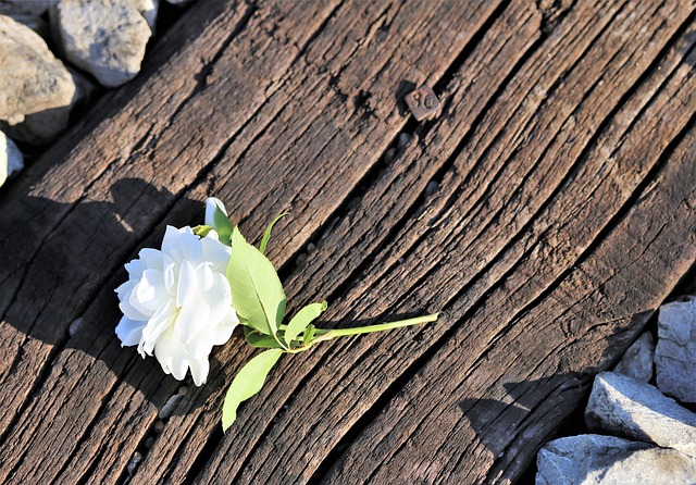 tiny white rose on railway 3539299 640