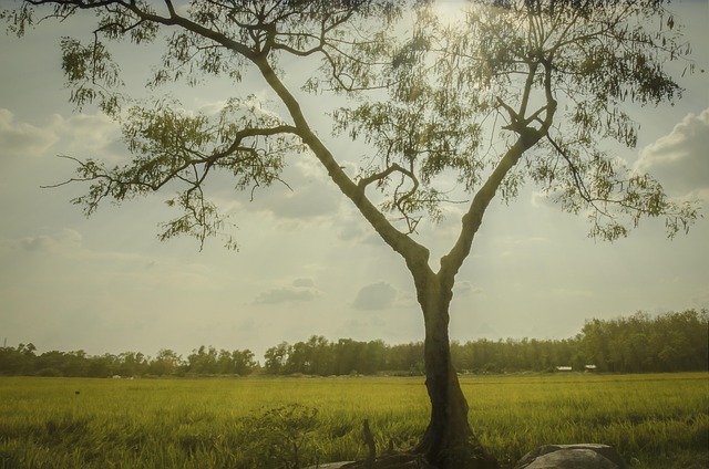 tree 3587840 640