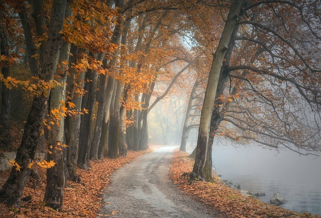 trees 4664060 640