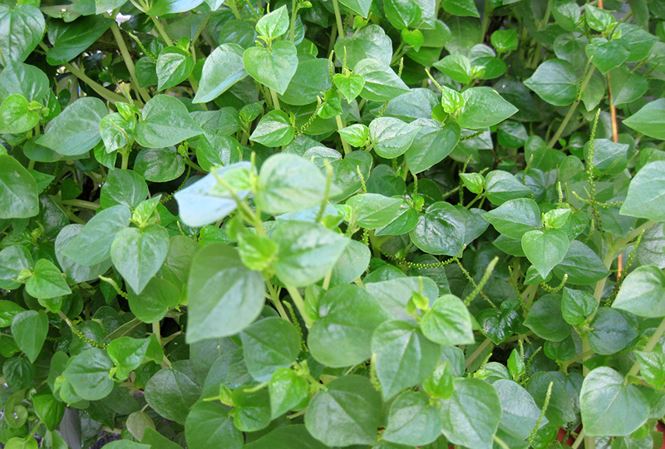 raucangcua