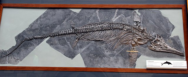 Ichthyosaurus communis in London