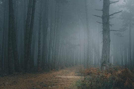 Rung egor myznik unsplash 540x361
