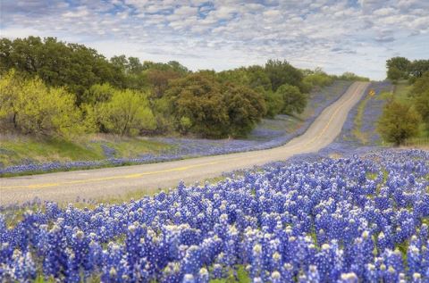 bluebonnets1