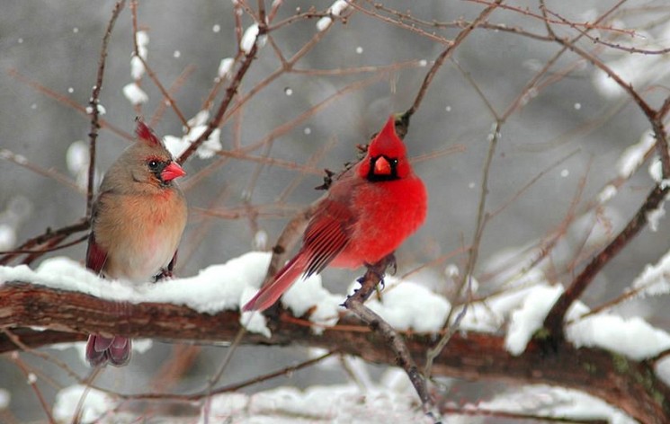 cardinal