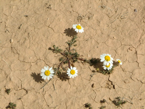 desertflower9