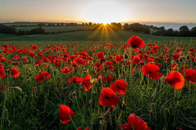hoa poppy6