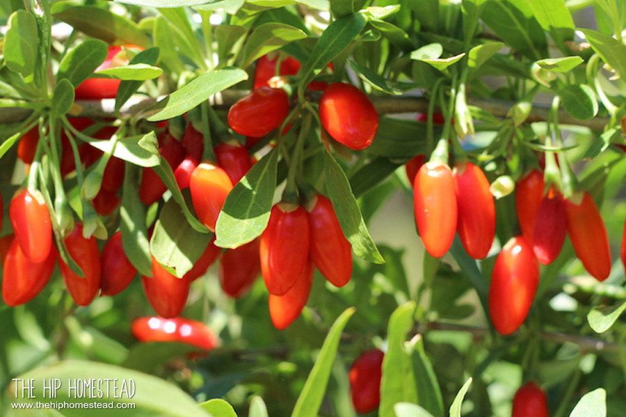 Grow Goji Berries berry1 The Hip Homestead