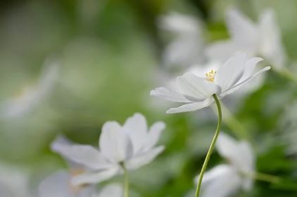 nguyenthaouyenlyhoasaonhaitrang