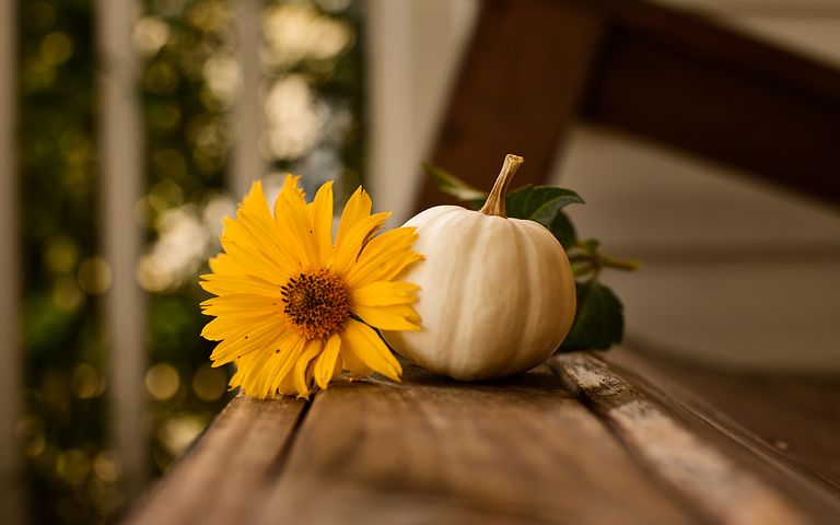 thanksgiving 3811492 480