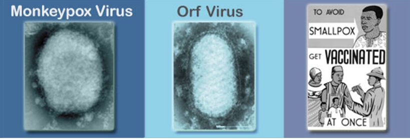 monkeypoxvirus