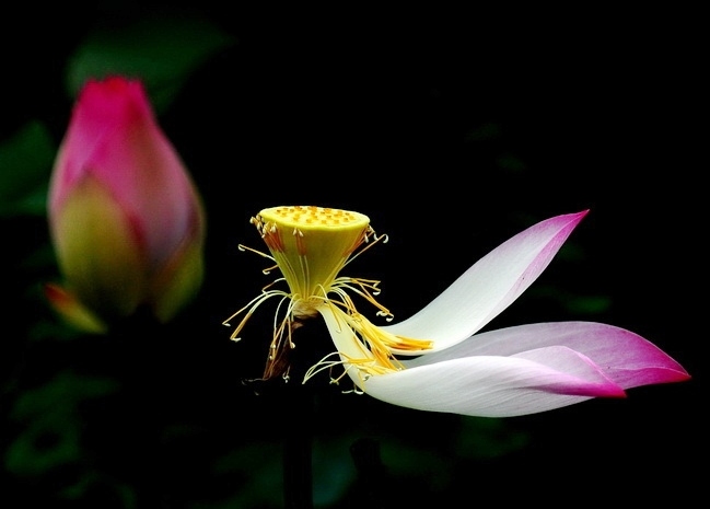 vo thuong lotus 216682044
