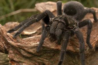 Nhện tarantula