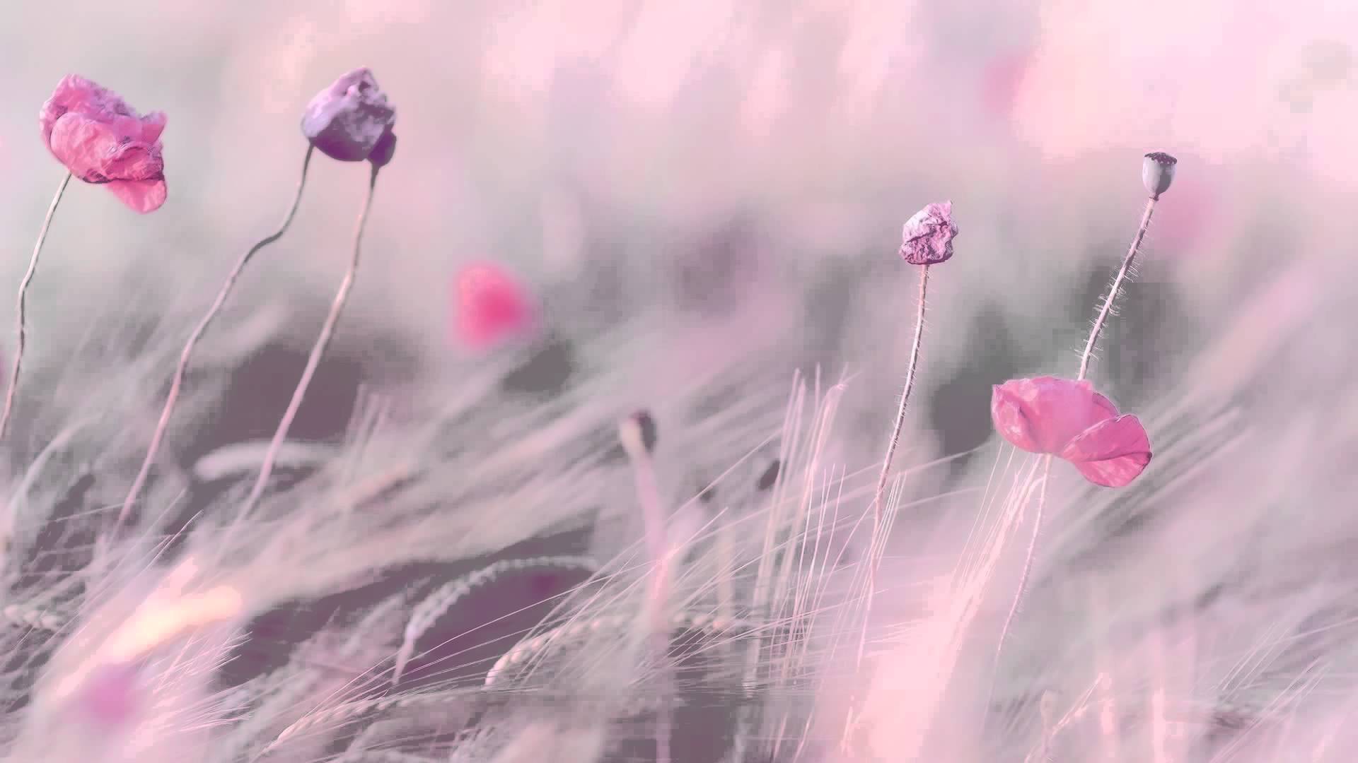 NTĐ 1