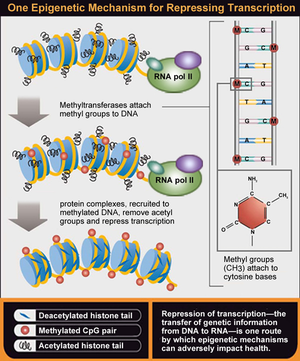 Epigenome1