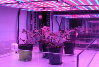 NASA main plant leds