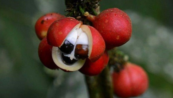 guarana