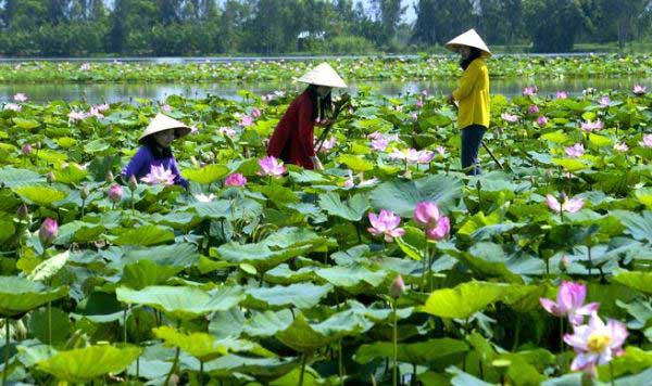 hoa sen mua nuoc noi