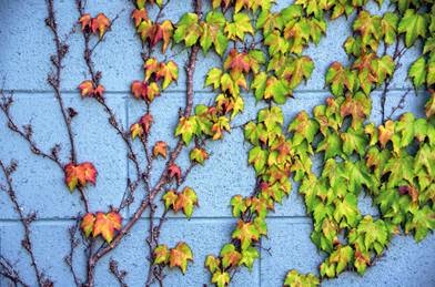 ivy
