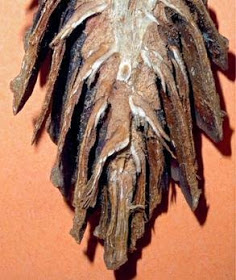 votraithong