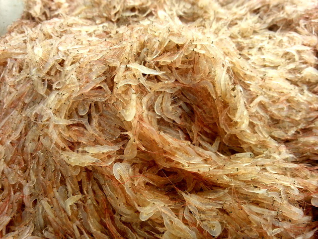 conruoc