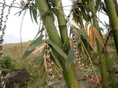 hoatre1
