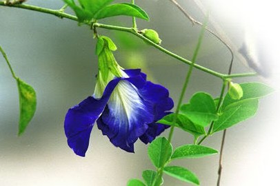 nutamxuan