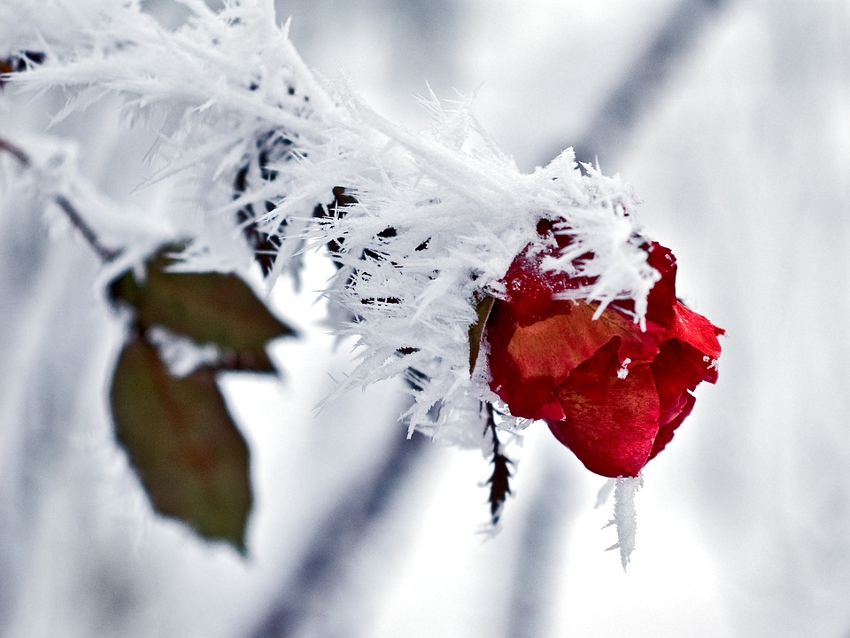 rose winter