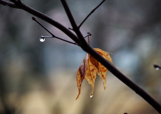 winter rain patty kikos