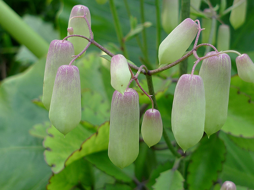 Kalanchoe pinnata2