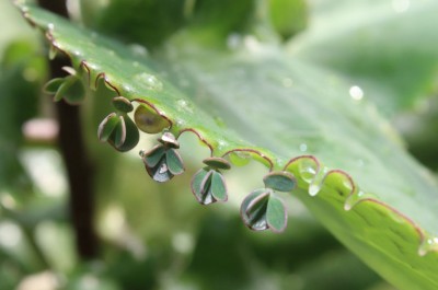 Kalanchoe pinnata4