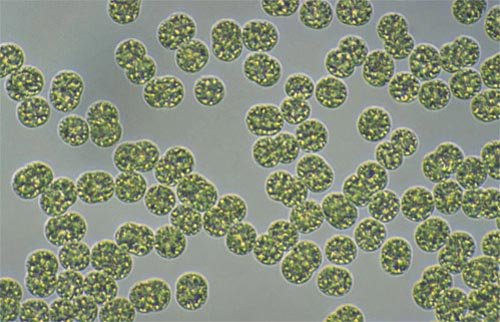 dalatmicrocystis Aeruginosa