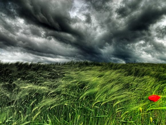 flower storm