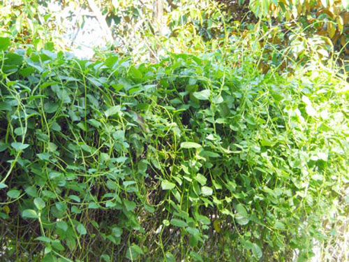 to canh mong toi 0011